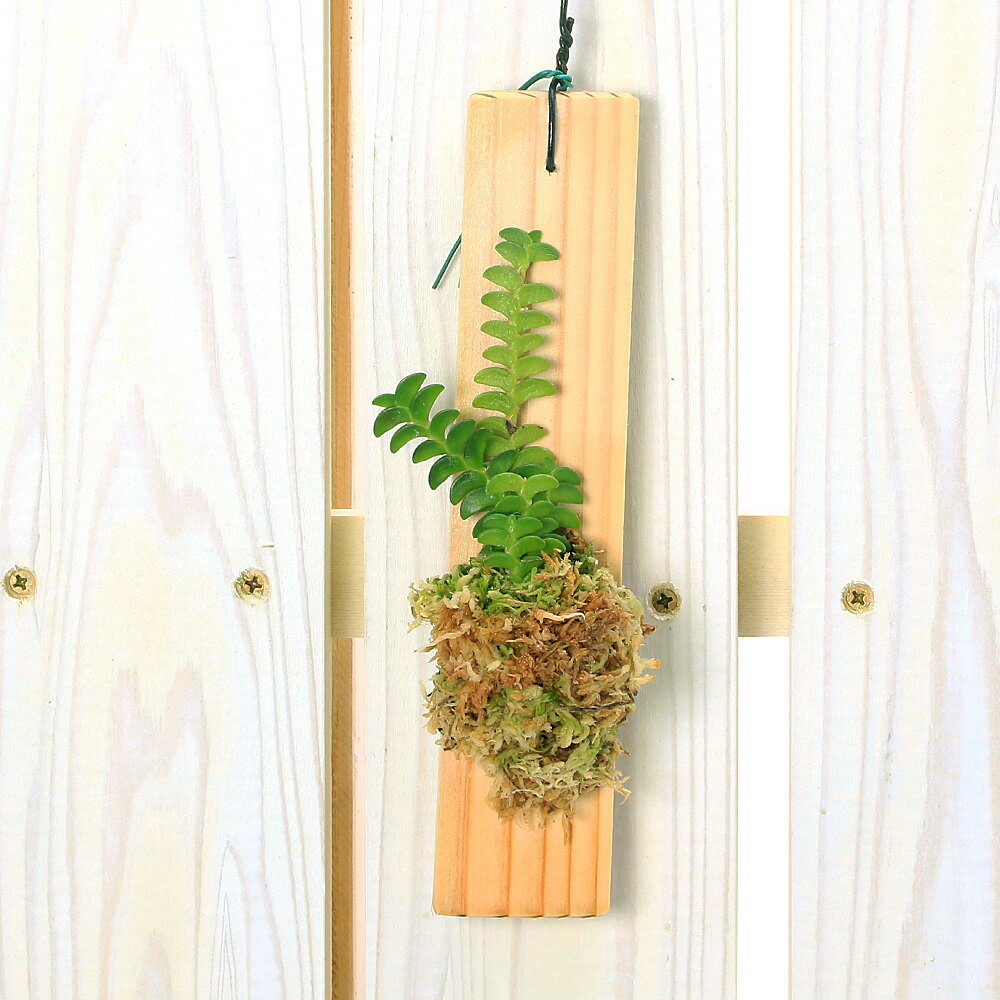 （観葉植物）洋ラン アングレカム ディスティカム 板付き（1株）