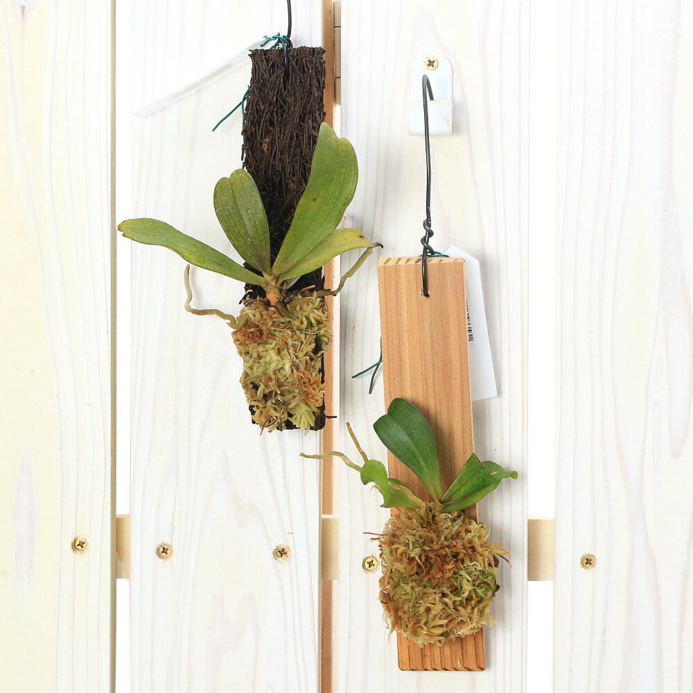 （観葉植物）洋ラン エランギス・ビロバ 板付き（1株）