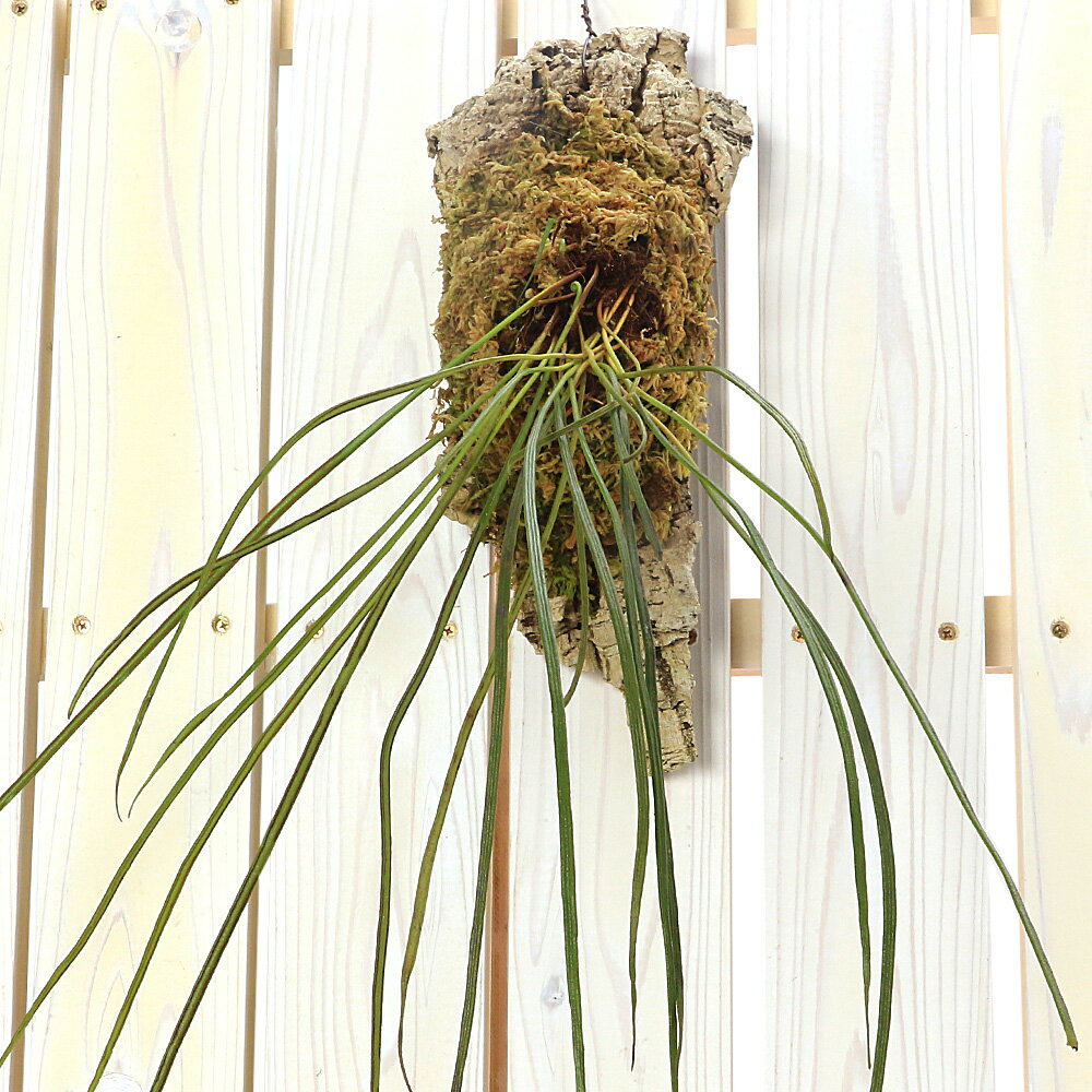 （山野草）シダ（羊歯）ナカミシシラン（中実獅子蘭）コルク付き（1ポット）常緑…