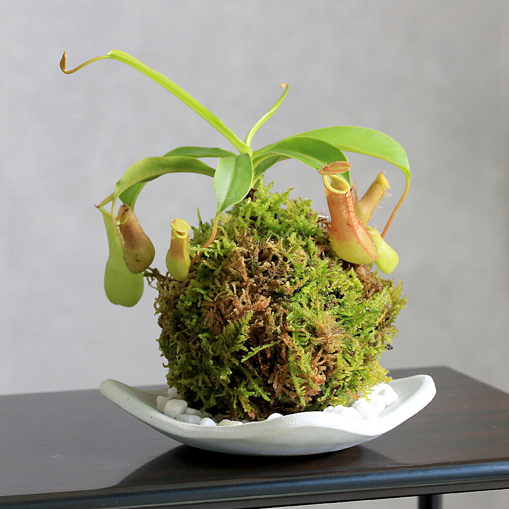 （盆栽）苔玉 品種おまかせ ウツボカズラ（ネペンテス）受け皿…