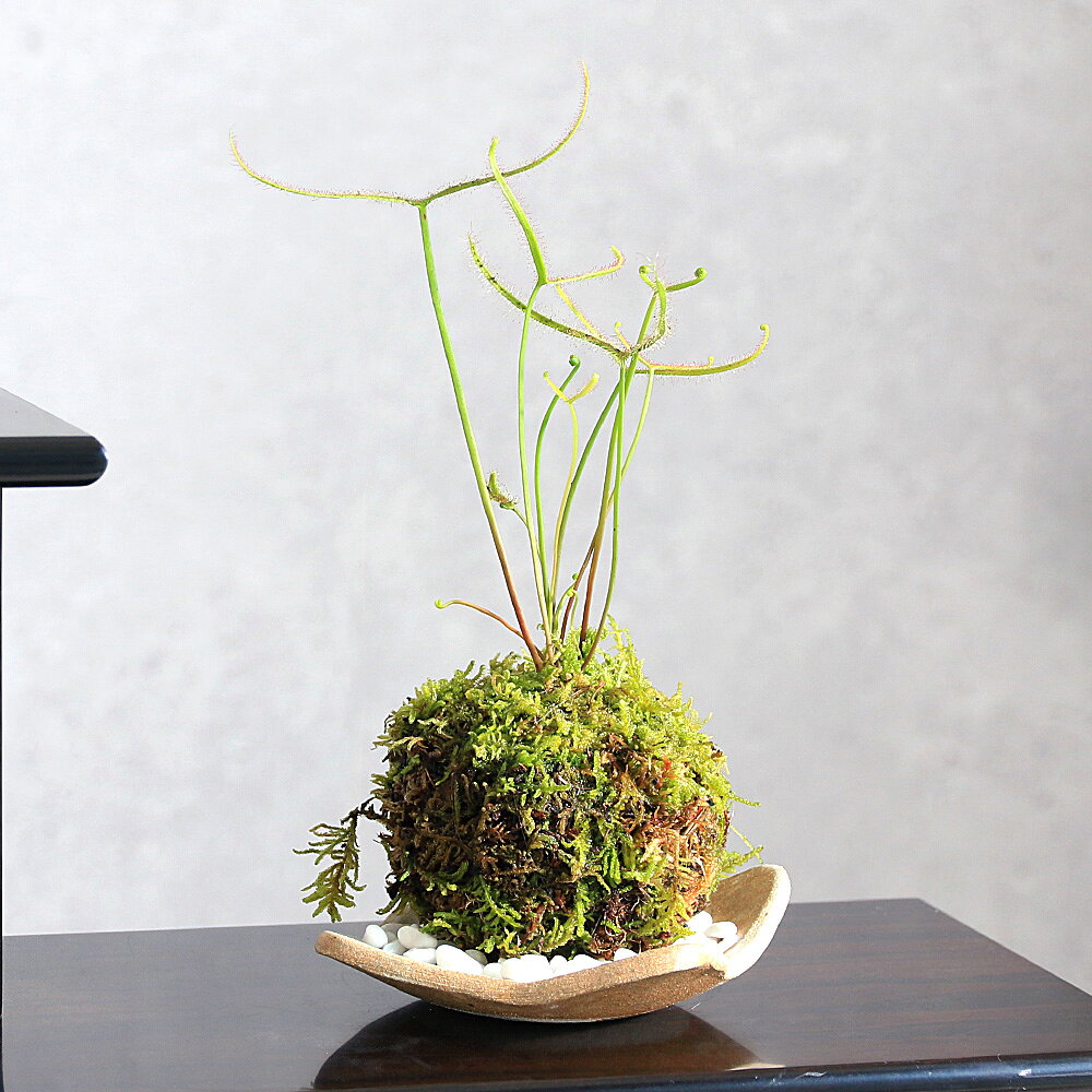 （盆栽）苔玉 品種おまかせ モウセンゴケ（ドロセラ）受け皿＋…