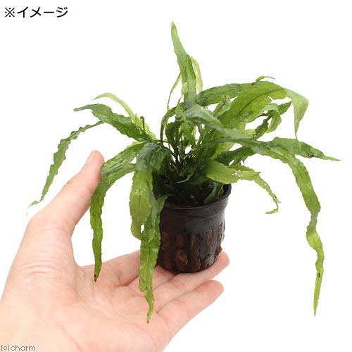 �ʿ���˥ߥ������ꥦ�ࡡ�ץƥ��ץ����ʥ�����1�ݥå�ʬ��