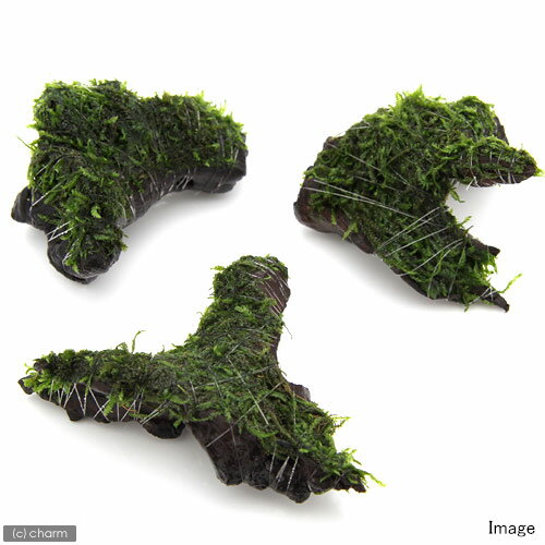 （水草）巻きたて　フレームモス付　流木　ミニサイズ（5〜8cm）（無農薬）（1本） 2