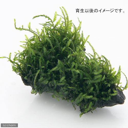 （水草）巻きたて　フレームモス付　流木　ミニサイズ（5〜8cm）（無農薬）（1本） 3