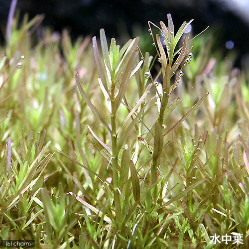 （水草）ライフマルチ（茶）ロタラsp．ワイナード（水上葉）（無農薬）（1個）