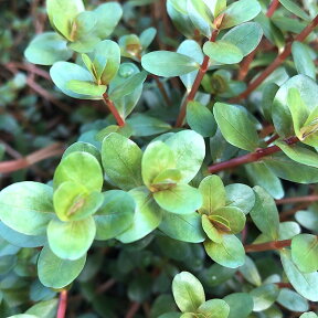 （水草）ロタラsp．香港（水上葉）（無農薬）（20本）