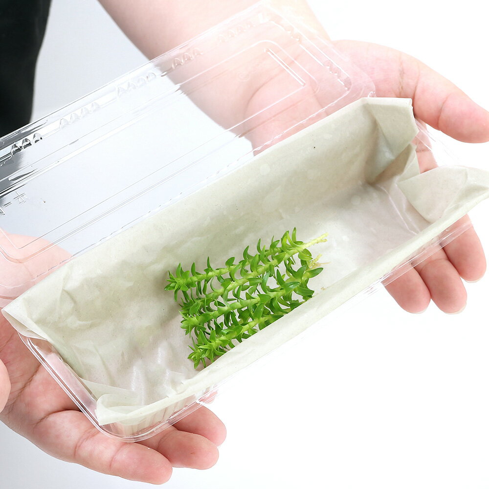 �ʿ���˥�������󥸡�����ȥ��ʿ���աˡ�̵�����ˡ�5�ܡ�