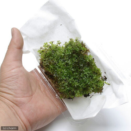 �ʥƥ�ꥦ����ݡ����ĥܥ�����4�ѥå�ʬ