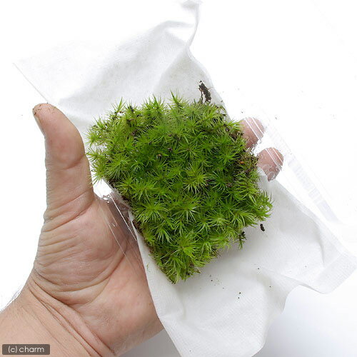 �ʥƥ�ꥦ����ݡ����åݥ�����4�ѥå�ʬ