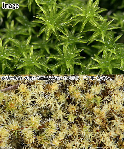 �ʥƥ�ꥦ����ݡ����ʥ�����4�ѥå�ʬ