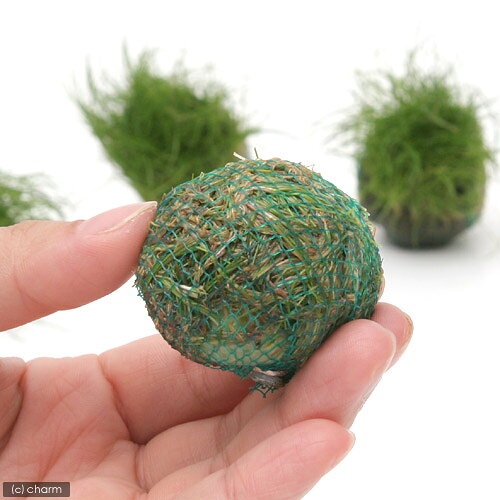 charm 楽天市場店の（水草）置くだけ簡単　水草ボール（水上葉）（無農薬）3種セット｜アングル2
