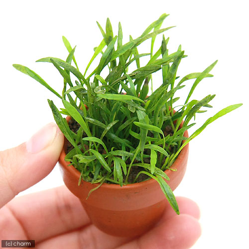 �ʿ���˥ߥ��ǾƤ�ȭ�����֥饰�饹�ʿ���աˡ�̵�����ˡ�1ȭ��