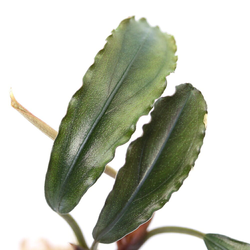 （水草）ブセファランドラsp．S−11　Daerah　Melawi（水上葉）（1株）