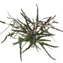 葉裏のコントラストが魅力的な植物です！テラリウム向きです！ヘミグラフィス　レパンダ（2本）販売名ヘミグラフィス　レパンダ別名ヘミグラムス　レパンダ学名（※）Hemigraphis repanda（※）…改良品種や学名が不明の種は流通名での記載の場合があります。分類キツネノマゴ科（Acanthaceae）ヘミグラフィス属（Hemigraphis）分布東南アジアどんな種類？育成難易度　→　★★★☆☆キツネノマゴ科（Acanthaceae）の植物。葉表の灰緑色〜ピンク色と葉裏の赤紫色の葉が目を引くマレーシア原産の多年草です。テラリウム向けの草で、園芸では横に這うようにして伸びていく性質を利用して、グランドカバーや街路樹にも使われている種類です。水中化はしませんが、水槽内ではある程度維持ができる種です。長く維持するにはCO2は必須です。育成要件＆データ光量　　　　　→　60cm20W4灯以上CO2　　　　 →　1滴／3秒（60cm標準水槽相当）pH　　　　　　→　5〜7GH　　　　 　 →　0〜6kH　　　　　　→　0〜6温度　　　　　→　20〜28度底砂　　　　　→　ソイル、砂、大磯推奨水槽　　→　30cm〜植栽位置　　→　前□■■□□後草姿　　　　　→　有茎草最大草姿　　→　葉幅5mm　高さ50cm生長速度　　→　遅い増殖方法　　→　枝わかれ※…育成環境は一例です。必ずしもこの環境下であれば育つことを確約するものではございません。注意※表記サイズは1株（1本）でのおおよその目安です。育成環境や、成長の度合いにより最大サイズは異なります。※入荷状況等により、ポットなし1ポット分での発送となる場合がございます。GEX　アクアテラメーカー　すぐにアクアテラリウムがはじめられるボタニカルソイル　アレンジメント　4L　固まる土　パルダリウム　テラリウム　レイアウトザ・スプレー（振り子式・ロングノズル付）　500cc　＃57（観葉植物）苔　マメヅタ　半パック … _kame　熱帯魚　_aqua　_hachu　new_tonan　水草　後景草　赤い　all_plants　水草赤い　両爬向き植物　wp_kywrd　mklsp48　chiya10　ylwsm22　pogosu08　gobuse90　asdfg32　gjdfdg78　hjfgjhf99　obaris13　betonam77　rotara23　haiguro52　saiuh54　erume33　y59GhZ4_wpp　saki2　ビバリウム　アクアテラリウム　パルダリウム■この商品をお買い上げのお客様は、下記商品もお買い上げです。※この商品には付属しません。■GEX　アクアテラメーカー　すぐにアクアテラリウムがはじめられるボタニカルソイル　アレンジメント　4L　固まる土　パルダリウム　テラリウム　レイアウトザ・スプレー（振り子式・ロングノズル付）　500cc　＃57（観葉植物）苔　マメヅタ　半パック