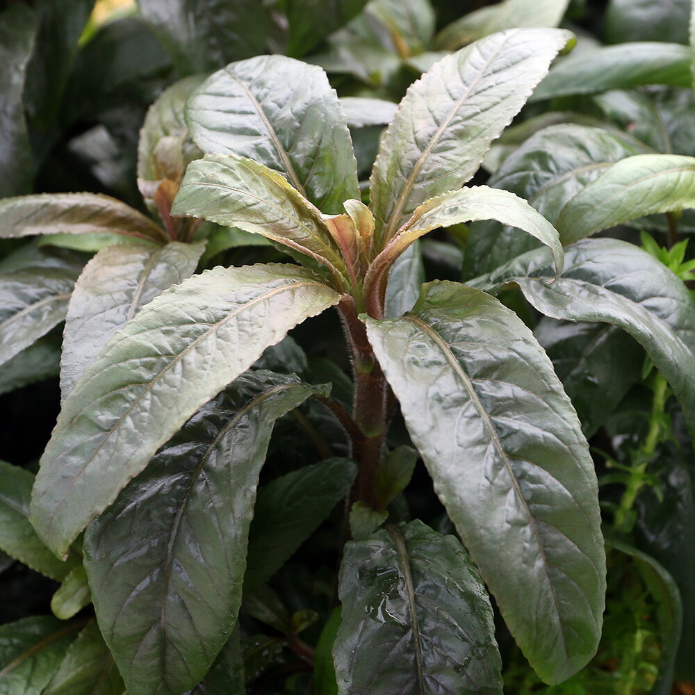 （水草）ビハールハイグロ（水上葉）（無農薬）（4本）