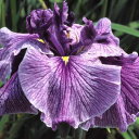 (ビオトープ)水生植物 花菖蒲 稲妻(イナズマ)肥後系大輪白地赤紫花(1ポット)