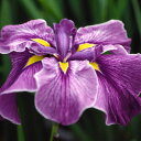 (ビオトープ)水生植物 花菖蒲 玉堂(ギョクドウ)伊勢系紫花白覆輪六英花(1ポット)