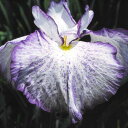 (ビオトープ)水生植物 花菖蒲 蛍舟(ホタルブネ)肥後系白地に紫覆輪三英花(1ポット)