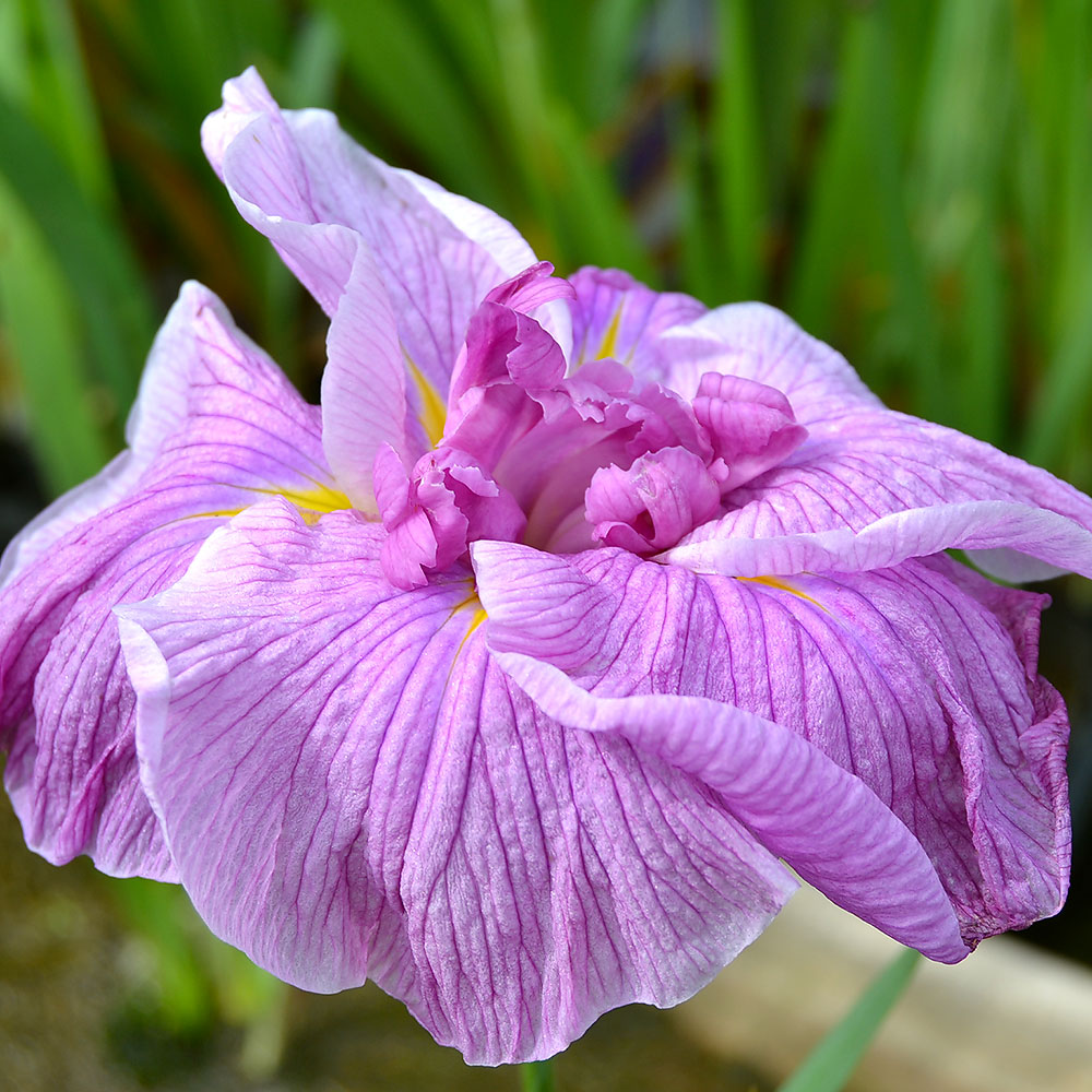 （ビオトープ）水辺植物　花菖蒲　桃山の宴（モモヤマノウタゲ）肥後系桃色六英花（1ポット）