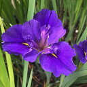 （ビオトープ）水辺植物　ルイジアナアイリス　ガルフショアー　青紫（1ポット）