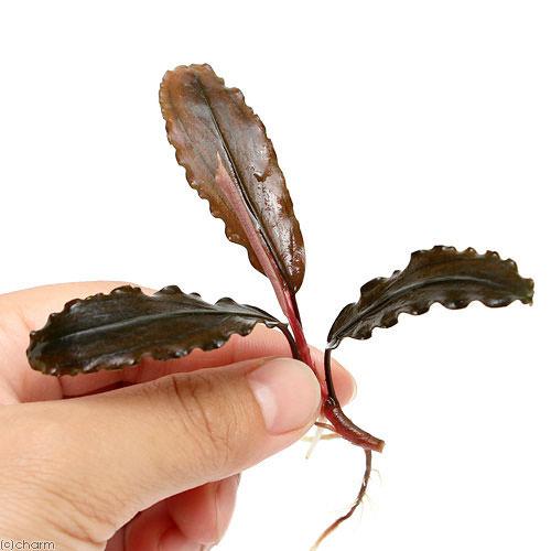 �ʿ���˥֥��ե����ɥ�sp��Copper��̵�����ˡʿ����աˡ�1����