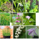 (ビオトープ)水生植物 オススメ ビオ植物(1ポット)
