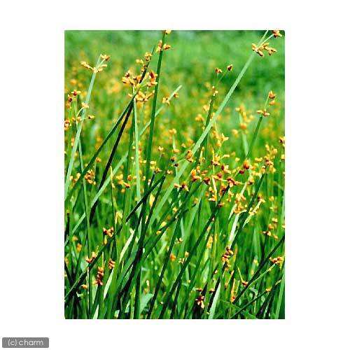 （ビオトープ）水生植物 サンカクイ（3ポット）抽水植物（休眠状態）