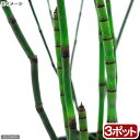 (ビオトープ)水生植物 トクサ(3ポット) 常緑性抽水〜湿生植物