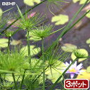 （ビオトープ）水辺植物 ミニパピルス（3ポット） 湿生植物【HLS_DU】