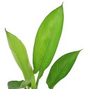(ビオトープ)水生植物 アローアルム ARROW ARUM(1ポット)湿性植物
