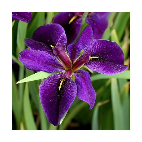 （ビオトープ）水辺植物　ルイジアナアイリス　BLACK　GAMECOCK　濃紫六英花（1ポット）