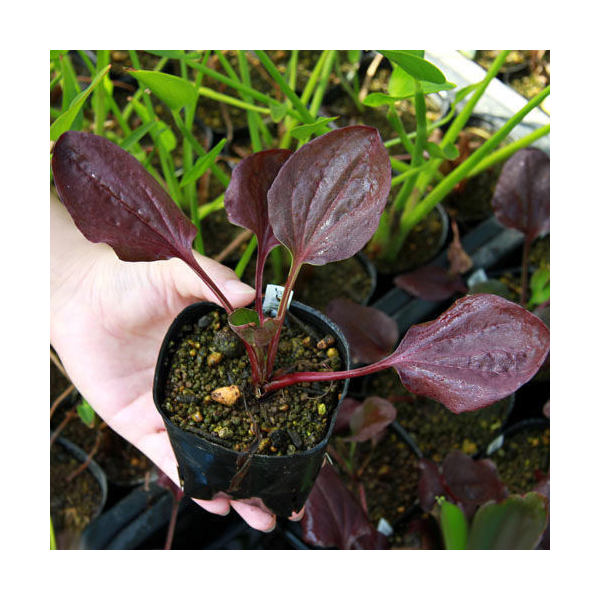 （ビオトープ）水生植物　レッドオニオオバコ（銅葉オオバコ）（1ポット）湿性植物（休眠状態）