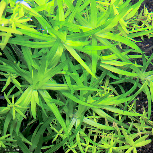 （水草）ゴイアス産　ヘテランテラ（水中葉）（無農薬）（8本）