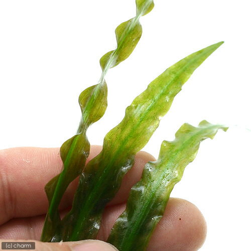 �ʿ���˥���ץȥ���͡����ԥ�ꥹ�ʿ����աˡ�̵�����ˡ�3����