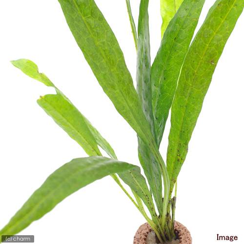 �ʿ���˥饤�եޥ������˥ߥ������ꥦ�ࡡ�ץƥ��ץ��������ɥ꡼�ա�3�ġ�