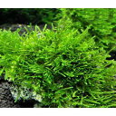 (水草)★育成済★ ウィローモス 風山石 Sサイズ(約10cm)(水中葉)(無農薬)(3個)
