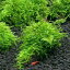 （水草）育成済　南米ウィローモス　流木　ミニサイズ（8cm以下）（水中葉）（無農薬）（3本）