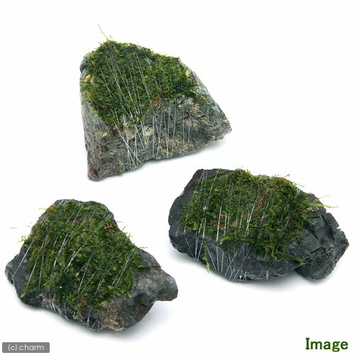 （水草）巻きたて　南米ウィローモス　風山石　SSサイズ（8cm以下）（水中葉）（無農薬）（1個） 2