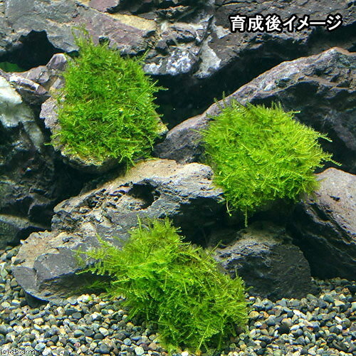 （水草）巻きたて　南米ウィローモス　風山石　SSサイズ（8cm以下）（水中葉）（無農薬）（1個） 3