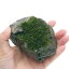 （水草）巻きたて　南米ウィローモス　風山石　Sサイズ（約10cm）（水中葉）（無農薬）（1個）