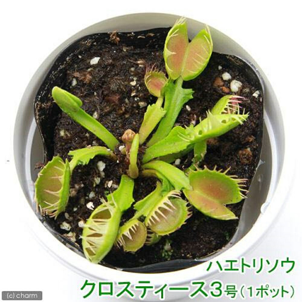 Dionaea Muscipula - （食虫植物）ハエトリソウ　クロスティース　3号（1ポット）