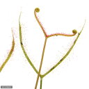 （食虫植物）モウセンゴケ　ヨツマタモウセンゴケ　2．5〜3号（1ポット）
