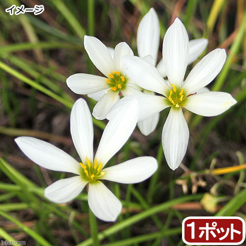 (ビオトープ)水生植物 タマスダレ(玉簾)(1ポット) 湿生植物(休眠状態)