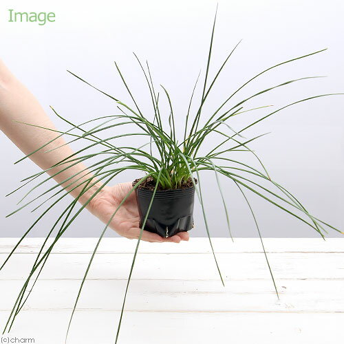 （ビオトープ）水生植物　タマスダレ（玉簾）（1ポット）　湿生植物