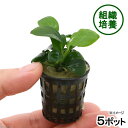 (水草)組織培養 アヌビアスナナ(無農薬)(5ポット分) 北海道航空便要保温