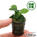 《保留》(水草)組織培養 アヌビアスナナ(無農薬)(10ポット分) 北海道航空便要保温