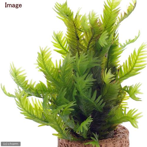 （水草）ライフマルチ（茶）ホウオウゴケ（水上葉）（無農薬）（3個）