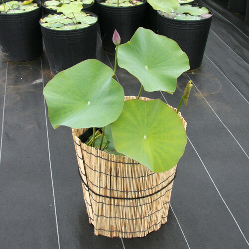 �ʥӥ��ȡ��ס�ϡ���ϥ������ˡ������ϡ�ʥ��ҥȥ��ϥ��ˡ�1�ݥå�ʬ�ˡ��������դ�