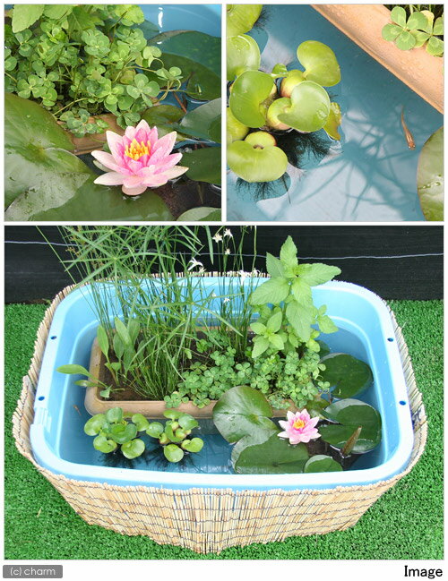 �ʥӥ��ȡ��סˡʤ�����˥��饤�ǳڤ���ӥ��ȡ��ץ쥤�����ȥ��åȡʤ������դ��ˡ��ܽ��͹����