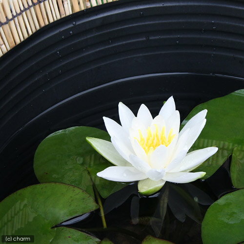 �ʥӥ��ȡ��סˡʤ�����ˤ���ڿ�ϡ�ʥ������˥��åȡʤ������դ��ˡ��ܽ��͹����